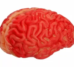 Cervello sanguinante