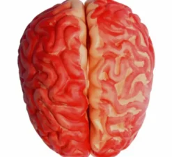 Cervello sanguinante