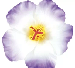 Confezione da 3 fiori hawaiani