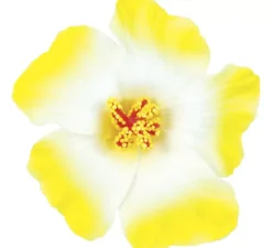 Confezione da 3 fiori hawaiani