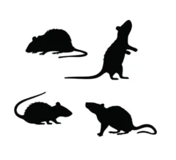 Confezione da 4 sagome di ratto nero