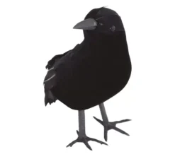 Corvo nero 25 cm