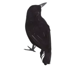 Corvo nero 25 cm