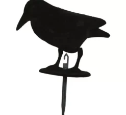 Corvo nero 30 cm