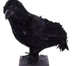 Corvo nero di 30 cm