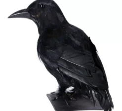 Corvo nero di 30 cm