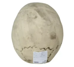 Cranio 32 cm di gomma piuma semi rigida