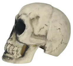 Cranio 32 cm di gomma piuma semi rigida
