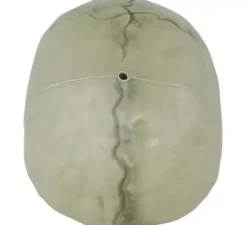 cranio di 13 cm