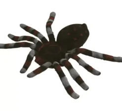 Ragno gigante marrone e grigio 15 cm