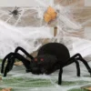 Ragno nero 30 cm