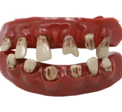 Scheletro dei denti dei pirati