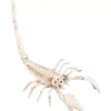 Scheletro di scorpione 13x30 cm