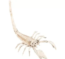 Scheletro di scorpione 13x30 cm