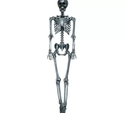 Scheletro in argento 160 cm