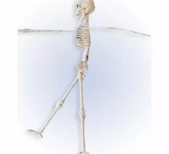 Scheletro snodabile da 40 cm
