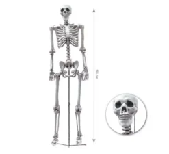 Scheletro umano completo di 155 cm