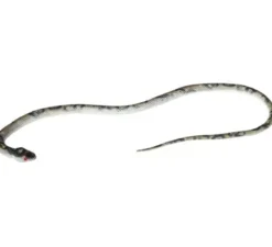 Serpente in lattice da 70 cm