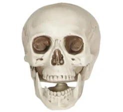 teschio da 20 cm