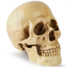 Teschio o Calavera per decorazione 17x13x19 cm